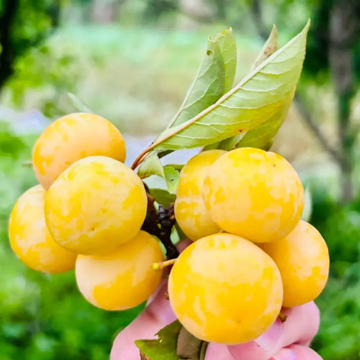 Mirabelle Plum Tree Seeds