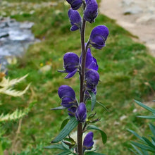 Monkshood Seeds