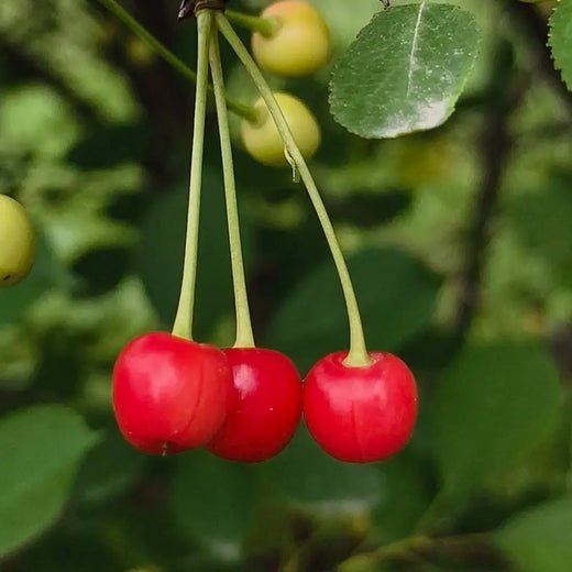 Montmorency Cherry Seeds