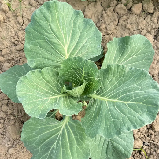 Morris Heading Collard Seeds