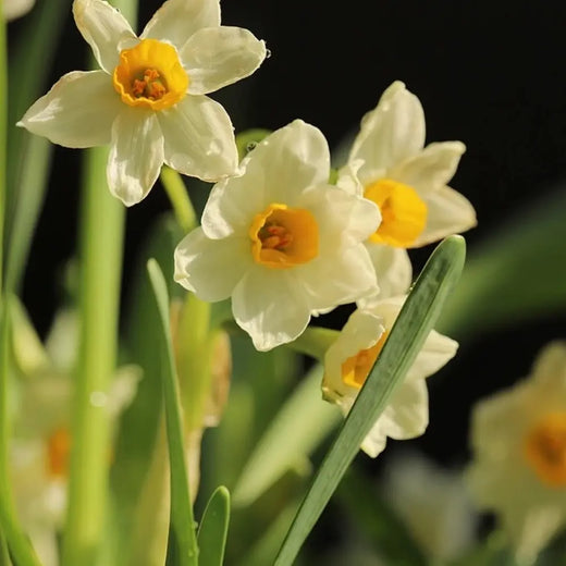 Narcissus Seeds