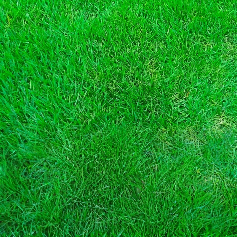 Festuca Rubra Seeds - Larger Packet High Germination 1/4-1/2LB Onsaleseeds