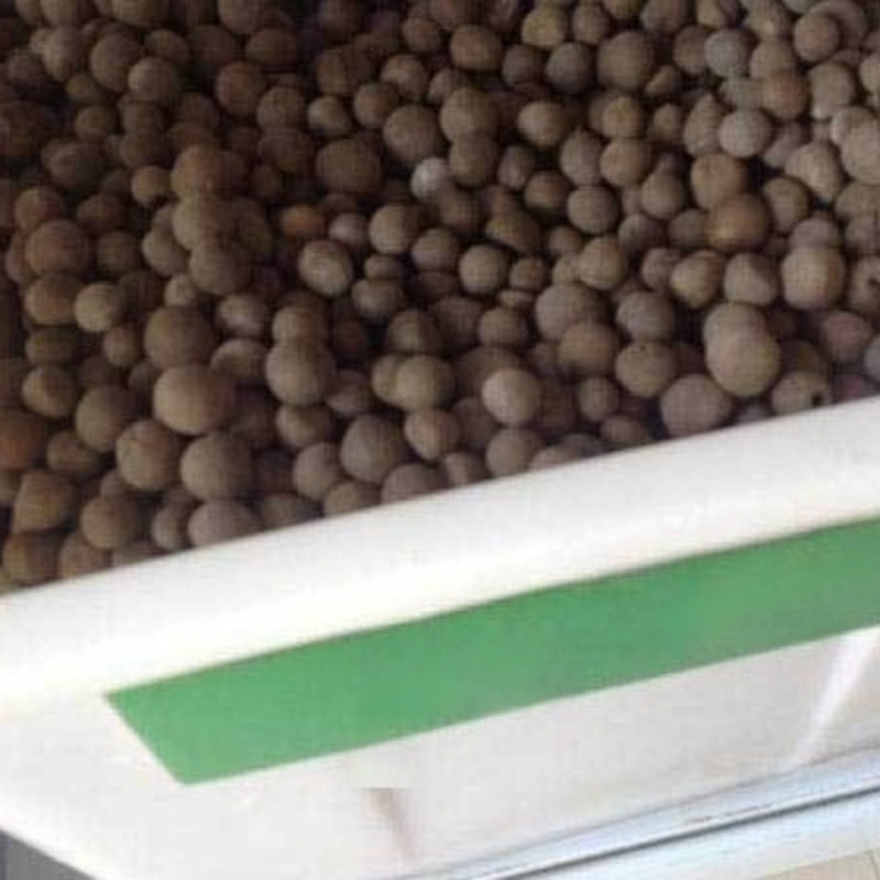 Camellia Seeds up to 50%