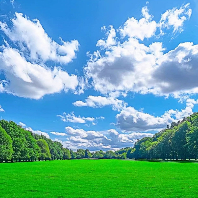 Festuca Rubra Seeds - Larger Packet High Germination 1/4-1/2LB Onsaleseeds