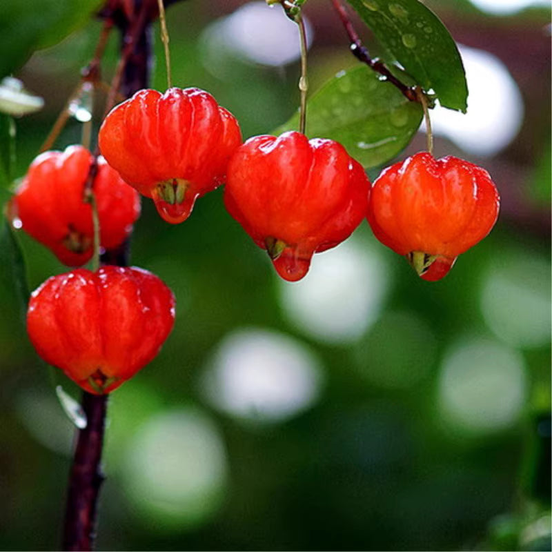 Surinam Cherry Fruit Seeds Up to 50% Off