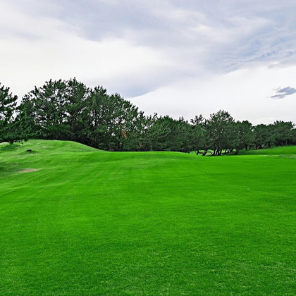 Perennial Ryegrass Seeds - Emerald