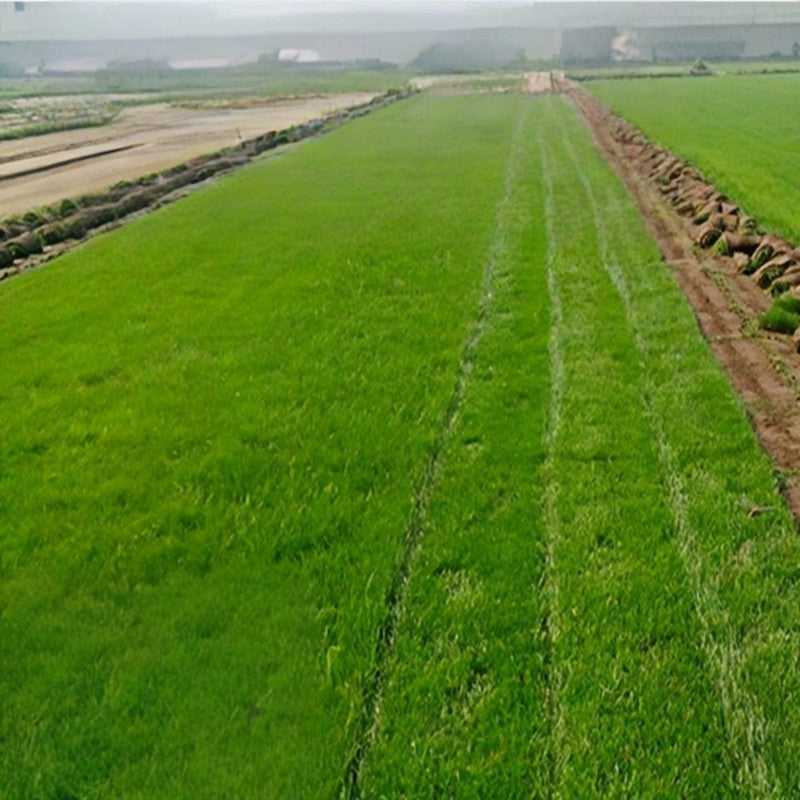 Midnight ¢ò Seeds - Larger Packet High Germination 1/4-1/2LB Onsaleseeds