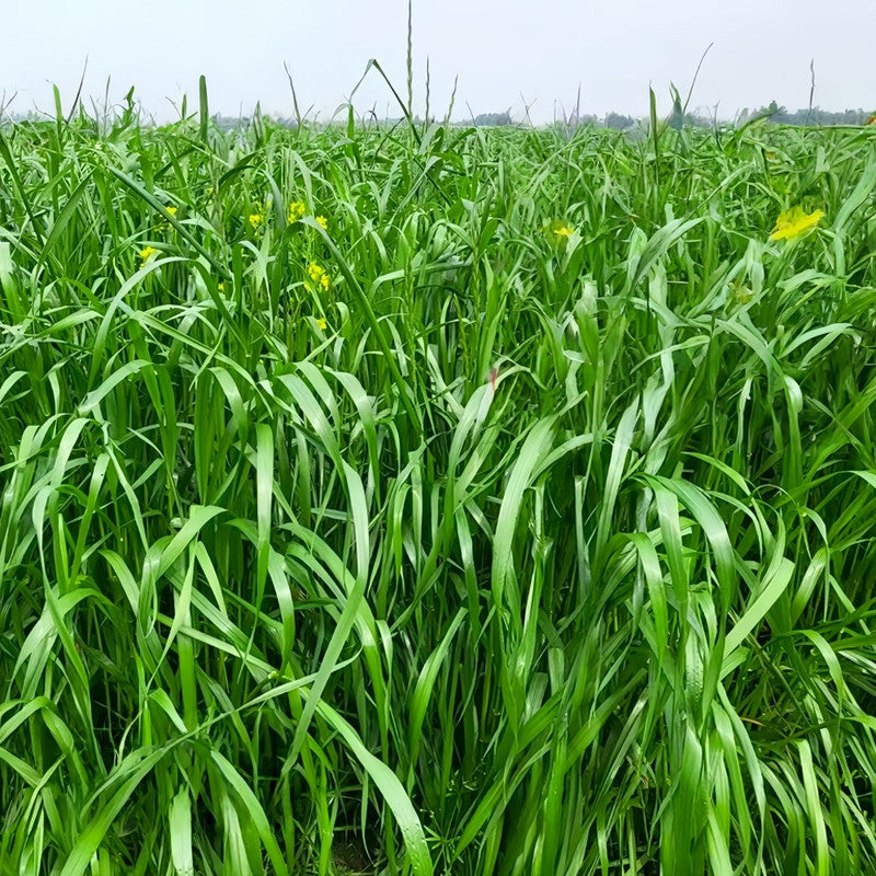 Perennial Ryegrass Seeds - Larger Packet High Germination 1/4-1/2LB Onsaleseeds