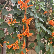Orange Pyrostegia Venusta Vibrant Climbing Flower Seeds