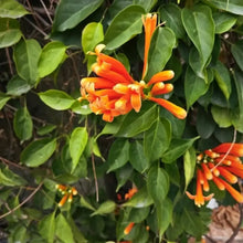 Orange Pyrostegia Venusta Vibrant Climbing Flower Seeds