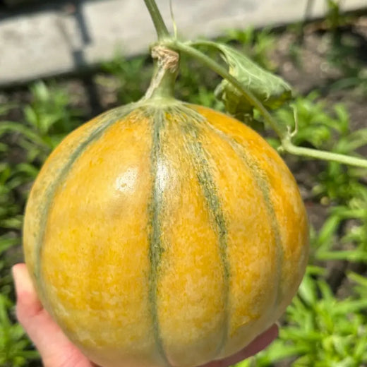 Organic Charentais Melon Seeds