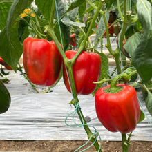 Organic Rainbow Bell Pepper Seeds