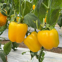 Organic Rainbow Bell Pepper Seeds