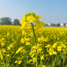 Pacific Gold Mustard Seeds