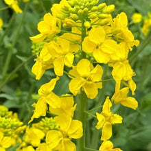 Pacific Gold Mustard Seeds
