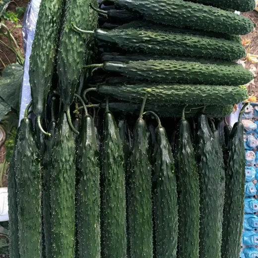 Palace King Cucumber Seeds