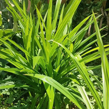 Pandan Seeds
