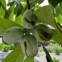 Pawpaw Tree Seeds