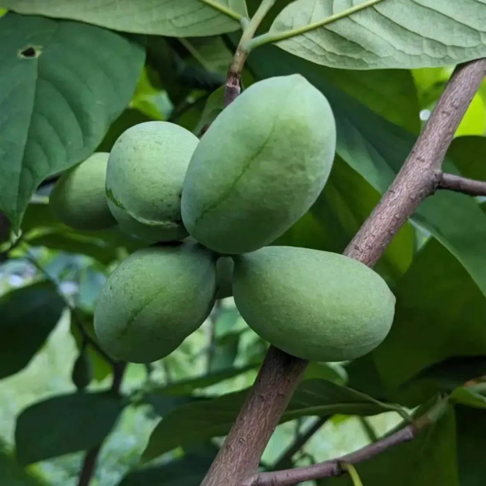 Pawpaw Tree Seeds