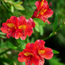 Peruvian Lily Mixed Flower Seeds Vibrant Garden Blooms