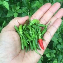 Philippine Hot Pepper Seeds