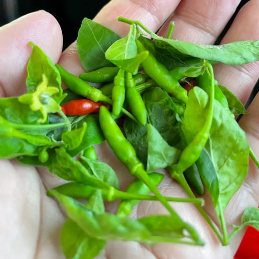 Philippine Hot Pepper Seeds