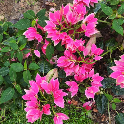 Pink Poinsettia Seeds