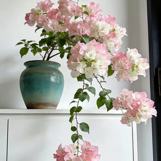 Pink White Bougainvillea Seeds