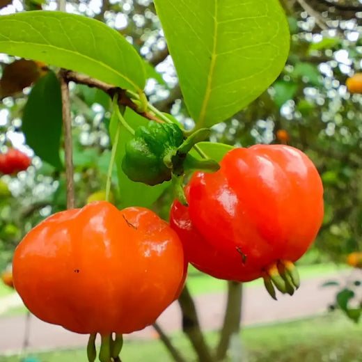 Pitanga Seeds