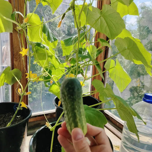 Podmoskovnyye Cucumber Seeds