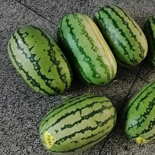 Rattlesnake Watermelon Seeds