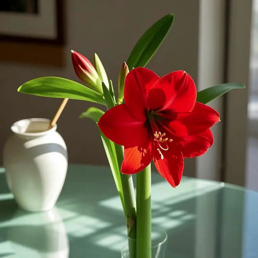 Red Amaryllis Seeds
