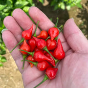 Red Biquinho Pepper Seeds