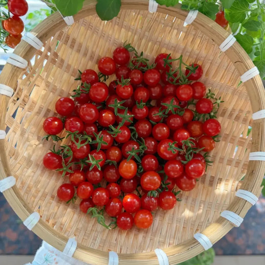 Red Currant Seeds