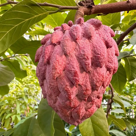 Red Custard Apple Seeds