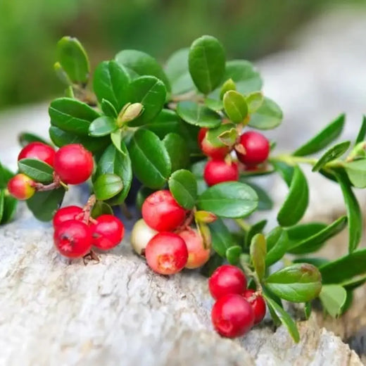 Red Huckleberry Plant Seeds