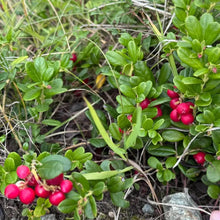 Red Huckleberry Plant Seeds