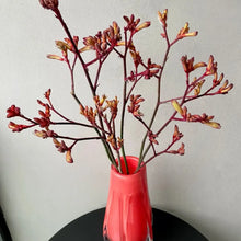 Red Kangaroo Paw Seeds