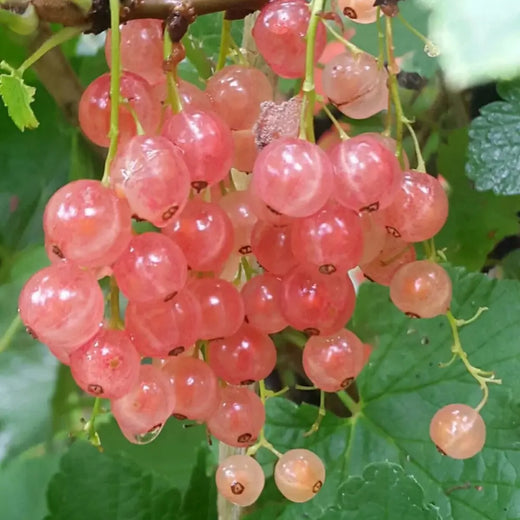 Red Pixwell Gooseberry Seeds