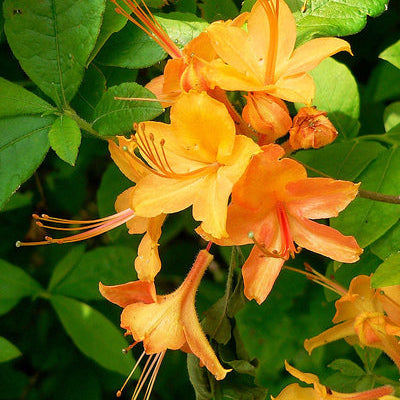 Orange Azalea Flower Seeds prime day up to 50%