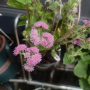 Rose Floss Flower Seeds