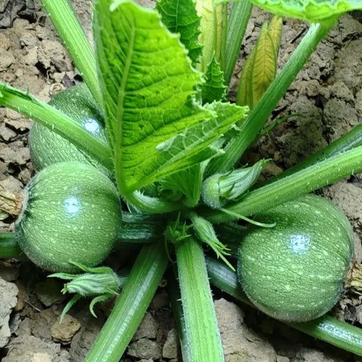 Round Zucchini Seeds