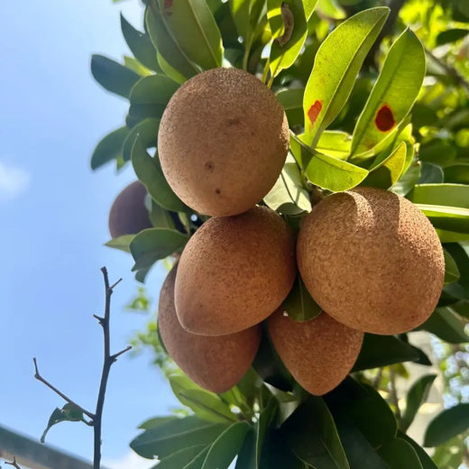 Sapota Seeds