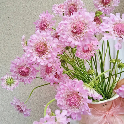 Scabiosa Seeds - Pink
