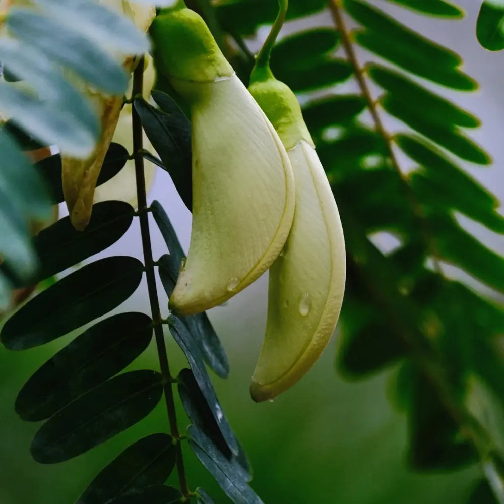 Sesbania Grandiflora Tree Seeds