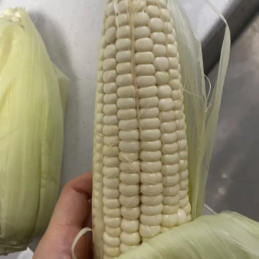 Silver Queen Hybrid Sweet Corn Seeds