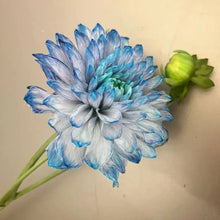 Sky Blue Dahlia Flower Seeds Vibrant Garden Blooms