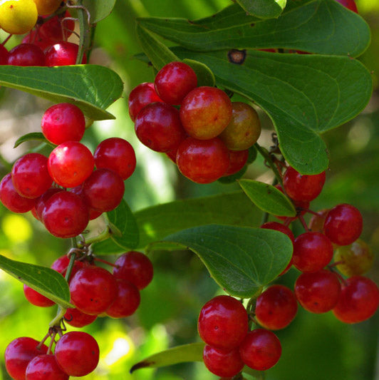 Sarsaparilla Plant Seeds Up to 50% Off