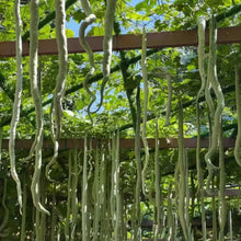 Snake Serpent Gourd Seeds