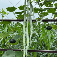 Snake Serpent Gourd Seeds